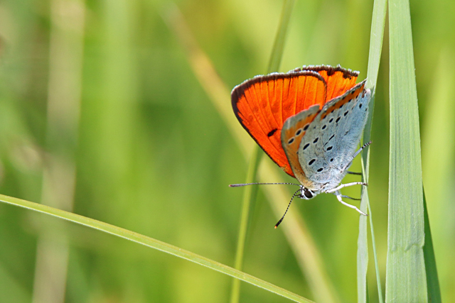 Dagvlinders (Rhopalocera)
